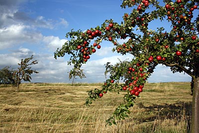 Hunsrück-Radweg - Hunsrücker Äpfel vom Baum: der perfekte Radfahrersnack