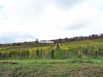Deutschland - Weinbau um Bad Sulza