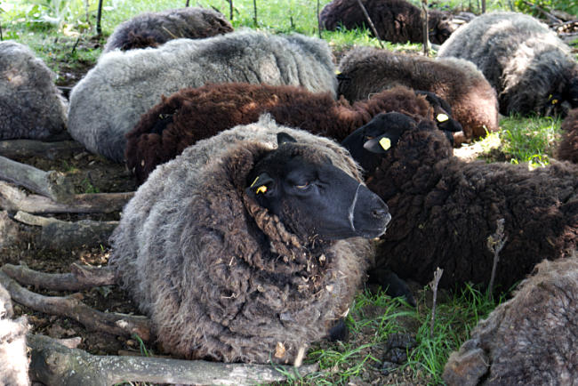 R&uuml;gen - Alter Wasserturm in G&ouml;hren
