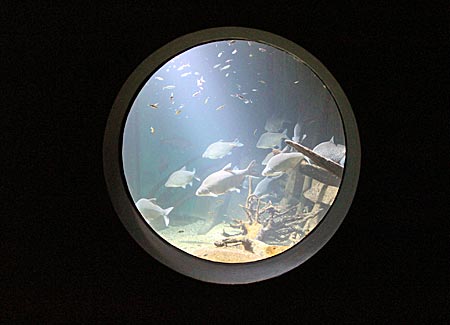 Stralsund - Ozeaneum - Blick in ein Aquarium der Nordmeere