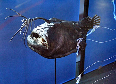 Stralsund - Meeresmuseum - Jeder kennt ihn aus dem Film " Findet Nemo", den Tiefsee-Anglerfische, der mit der Lampe angelt