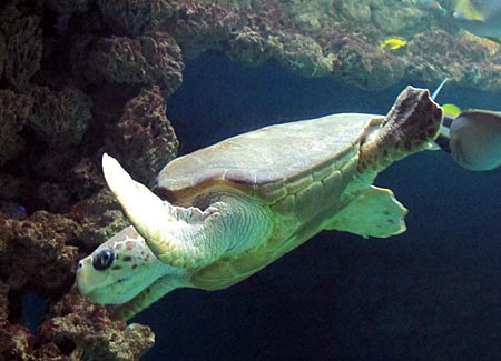 Stralsund - Schildkröten im Meeresmuseum