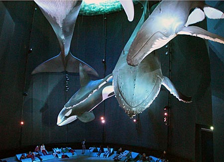 Stralsund - Meeresmuseum - Wale in Originalgröße