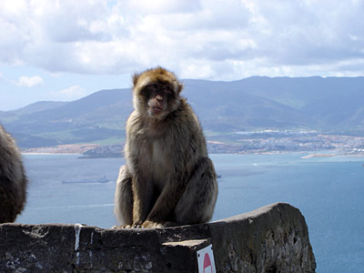 Spanien Gibraltar Affenfelsen