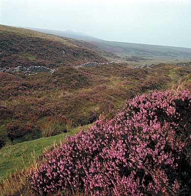 Dartmoor England Heidelandschaft