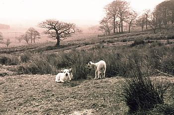 England Yorkshire Schafe