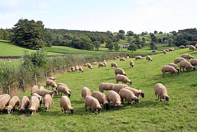 England - Lake District - Schafe auf einer Weide