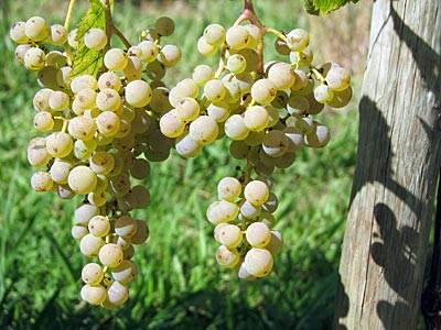Südfrankreich - Weinreben