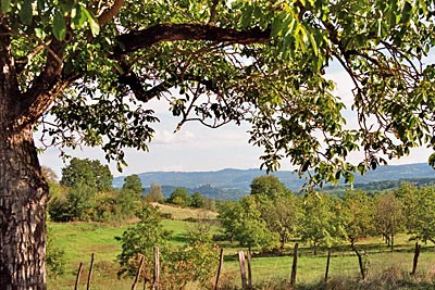 Frankreich - Correze - Prägen das Bild der Landschaft: Walnussbäume - wohin man schaut