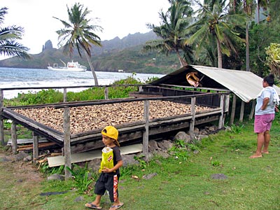 Marquesas Inseln - Kopra zum Trocknen ausgelegt