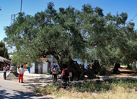 Griechenland - Ionische Inseln - Zakynthos - 2500 Jahre alter Olivenbaum