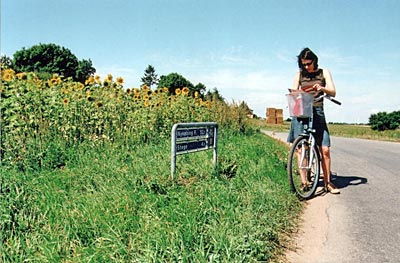 Dänemark - Mön - Møns Straßen gehören fast ausschließlich den Radlern: Orientierungssuche vor Sonnenblumen