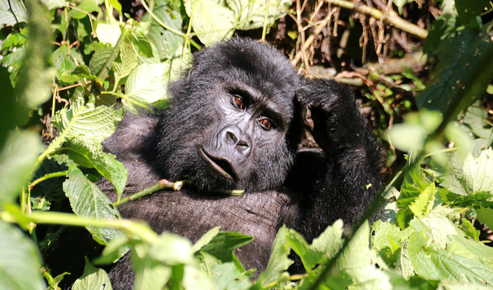 Berggorillas in Uganda