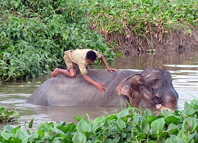Indien - Brahmaputra - Elefantenwaschung