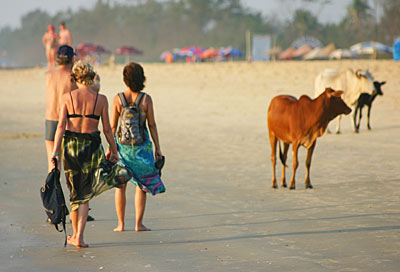 Indien Goa Kuh am Strand