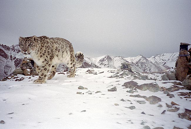 Indien - Schneeleopard in Ladakh