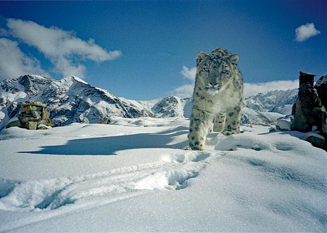 Indien - Schneeleopard in Ladakh