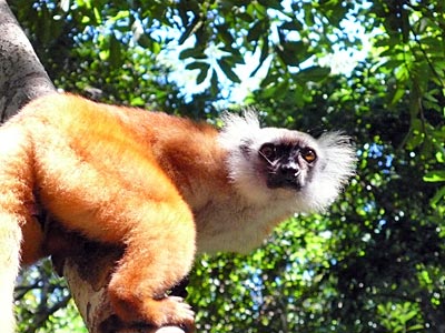 Kreuzfahrt im Indischen Ozean - Nosy-Be - Lemure