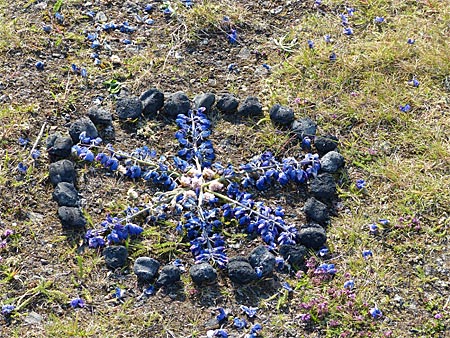 Island - Steinkreis mit Blumen