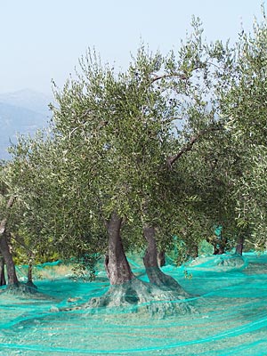 Italien - Ligurien - Olivenbäume