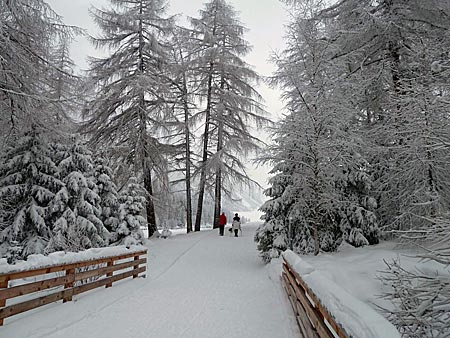 Italien - Vinschgau - Auch ein Winterwanderweg führt zur Schliniger Alm