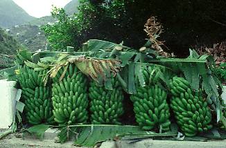La Palma / Bananenstauden
