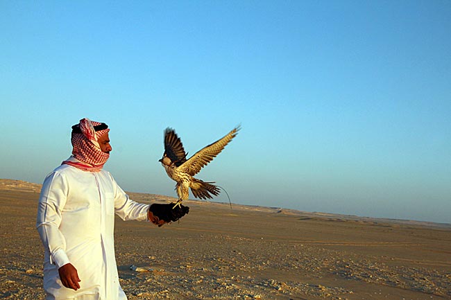 Katar - Falkenjagd