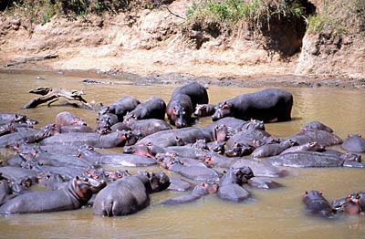 Kenia - Flusspferde im Mara-Fluss