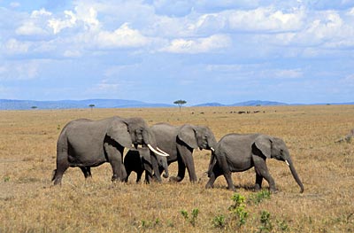 Kenia - Elefanten in der Masai Mara