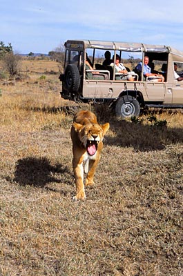 Kenia - Löwe in der Masai Mara