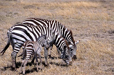 Kenia - Zebras in der Masai Mara