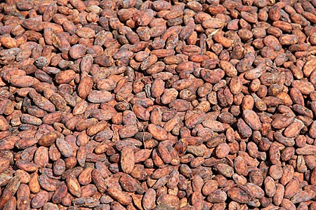 Kolumbien - Kakaobohnen trocknen in der Sonne