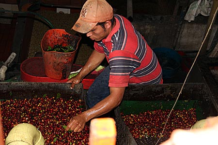Kolumbien - Kaffeekirsche werden gereinigt