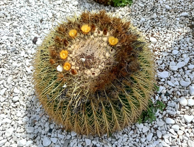 Griechenland - Kos - blühender Kaktus