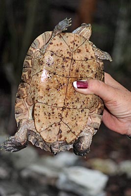 Kuba - Schildkröte in der Hand