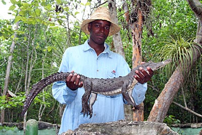 Kuba - Krokodil