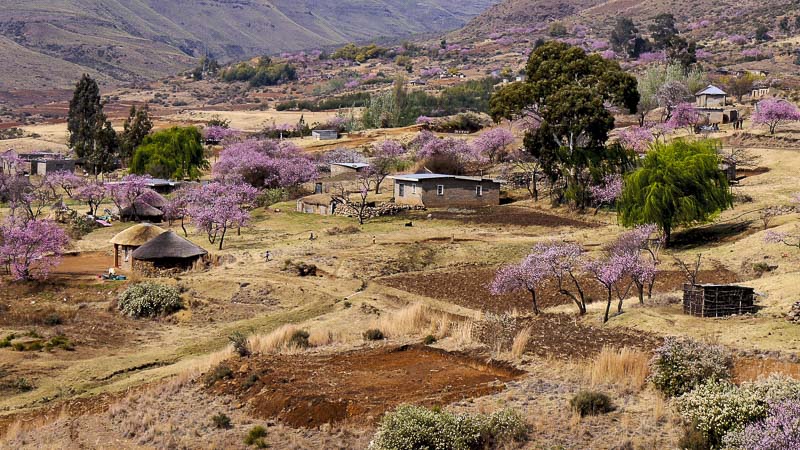 Pfirsichblüte in Lesotho, Foto: Pixabay