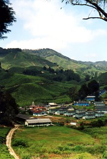 Malaysia Teeplantagen Cameron Highlands