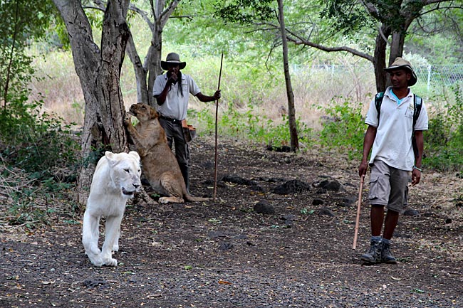 Mauritius - Spaziergang mit Löwen