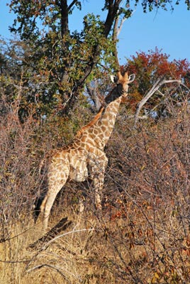 Namibia - Etosha-Nationalpark - Giraffe