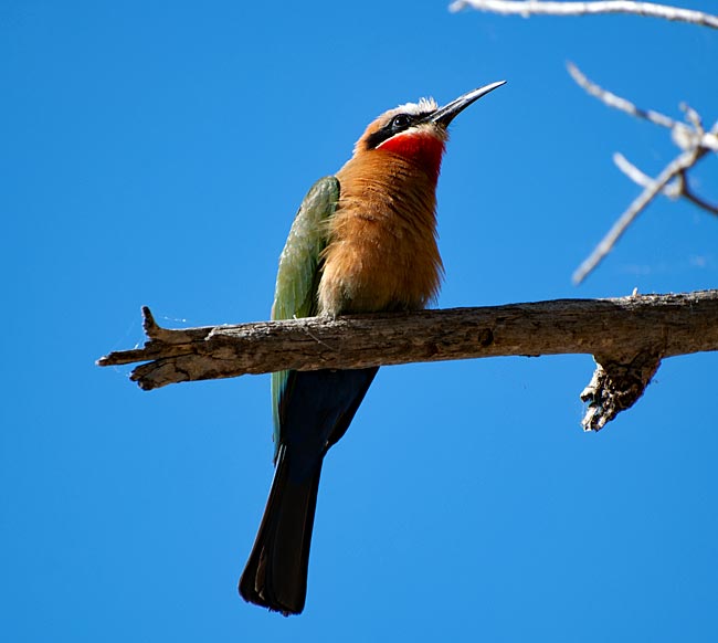 Namibia - Bee-eater