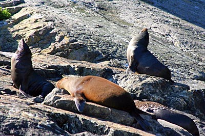 Neuseeland - Fjordland-Nationalpark - Seebären