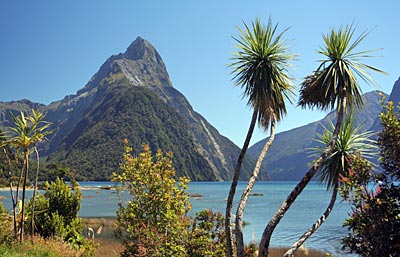 Neuseeland - Mitre Peak mit Keulenlilien im Vordergrund