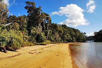 Neuseeland - Strand mit Regenwald auf Ulva Island