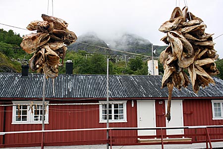 Norwegen - Lofoten - Fisch auf Trockengestänge