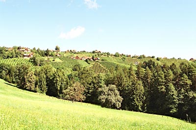 Österreich - Weststeiermark - Kein Hügel ohne Reben: Blick in die Weinberge von Greisdorf