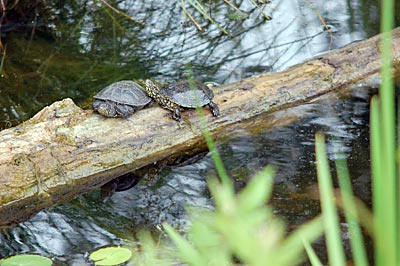 Österreich - Wachau - Sumpfschildkröten im Nationalpark-Zentrum Schloss Orth