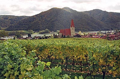 Wachau - Blick über Weinberg auf Weißenkirchen