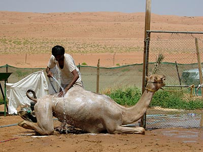 Oman - Kamel in Aufzuchtstation für Rennkamele