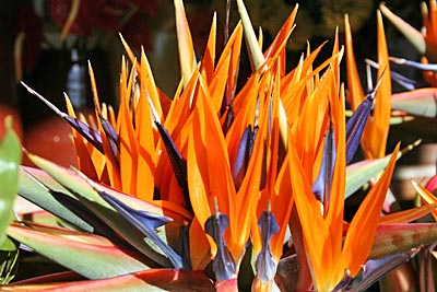 Portugal - Madeira - Die orange-blau gefärbte Strelitzia reginae -- auch Paradiesvogelblume genannt - gilt als die "Nationalblume" Madeiras. Die exotische Blume, die ursprünglich aus Südafrika stammt, wurde zu Ehren einer geborenen Prinzessin von Mecklenburg-Strelitz nach deren Geburtsnamen benannt
